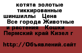 котята золотые тиккированные шиншиллы › Цена ­ 8 000 - Все города Животные и растения » Кошки   . Пермский край,Кизел г.